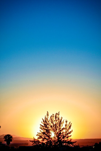 blue sunset sky tree canon 500d
