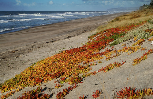 beach plantsflowers
