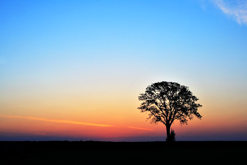 tree sunrise