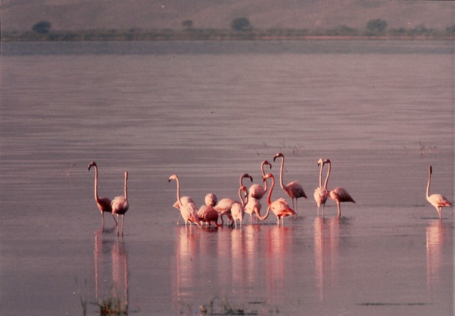 Flamingos in L'etang Saumatre