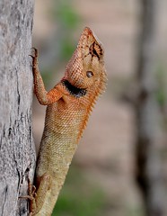 Gecko on a tree
