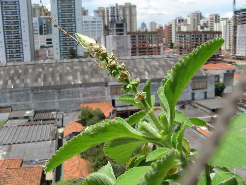 Boldo-brasileiro (Plectranthus barbatus) boldo-de-jardim, my balcony sao paulo