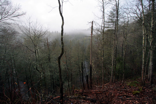 trees mist nature water fog river tennessee cadescove greatsmokymountainsnationalpark abramsfallstrail