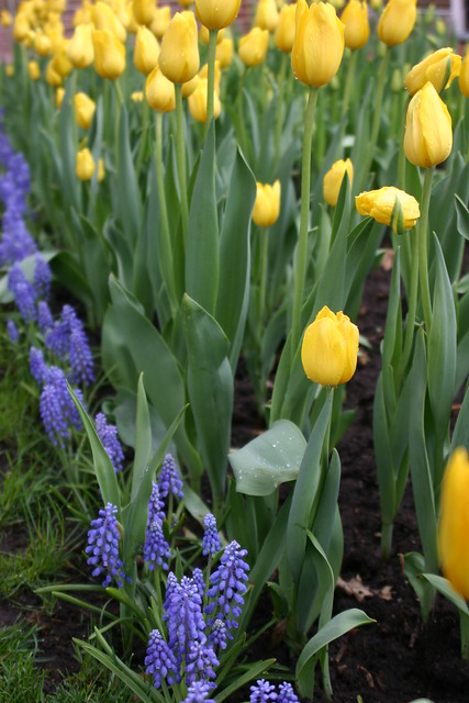 Tulips and Purple Flower Bed