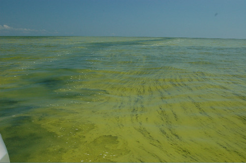 ODNR photo of algae on Lake Erie