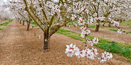 california northerncalifornia landscape spring blossoms tracy hdr highdynamicrange centralvalley sdosremedios size1x2 almondbloom ©stevendosremedios