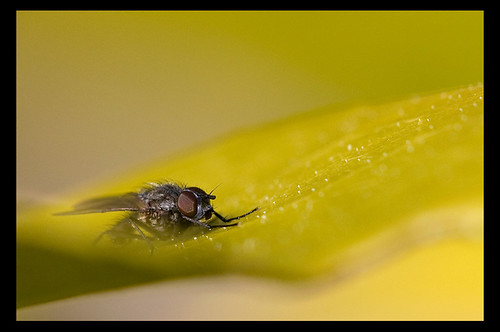 macro animal insect fly leaf insecte mouche feuille