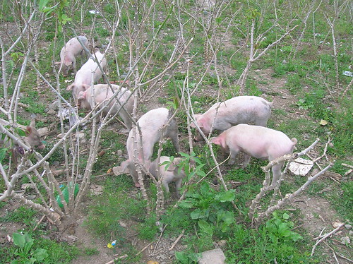 republica geotagged dominicanrepublic dr pigs dominicana piglets cassava yuca ciénaga geo:lat=19066017 geo:lon=70862133 cassabe
