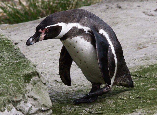 Penguin happy feet at Chester Zoo