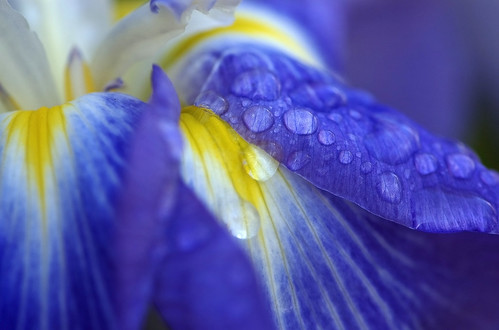 Morning Dew on Iris (Macro)