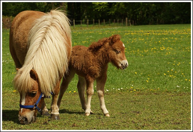 Tiny Pony Kidnapped, May Be Natal-Friendly