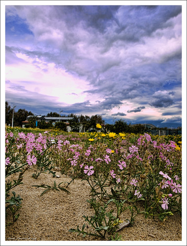 flowers italy nature clouds landscape geotagged italia nuvole natura sicily fiori sicilia paesaggio olympuse510 rapis60 andrearapisarda geo:lat=37474449 geo:lon=15084057