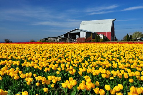 flowers blue red sky white field yellow festival clouds barn rural spring farm country scene valley tulip skagit ikonoki