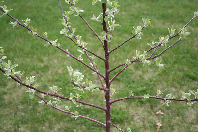 Young Apple Tree, First Spring, 2010 | Flickr - Photo Sharing!