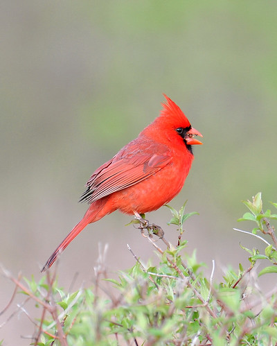red nature birds cardinal wildlife cranecreek northerncardinal malenortherncardinal mageemarsh