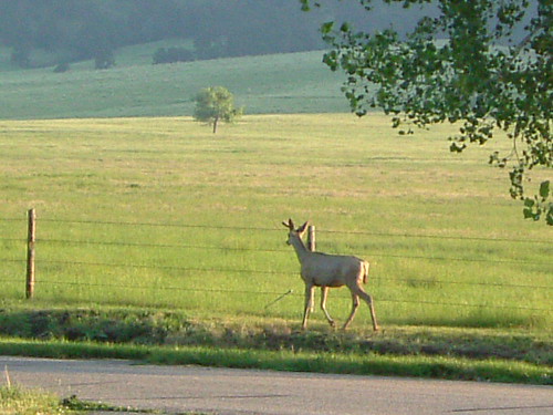 nature nebraska wildlife deer mammals fortrobinson