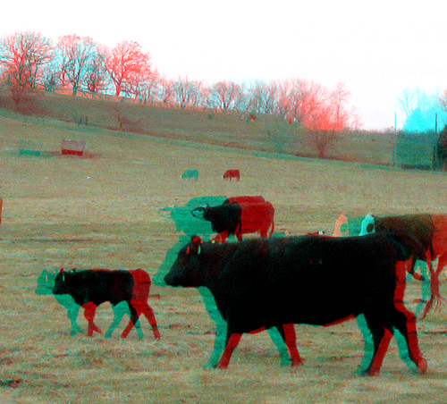 animal cow stereoscopic stereophoto 3d spring farm rustic anaglyph iowa calf redcyan 3dimages anthon 3dphoto 3dphotos 3dpictures
