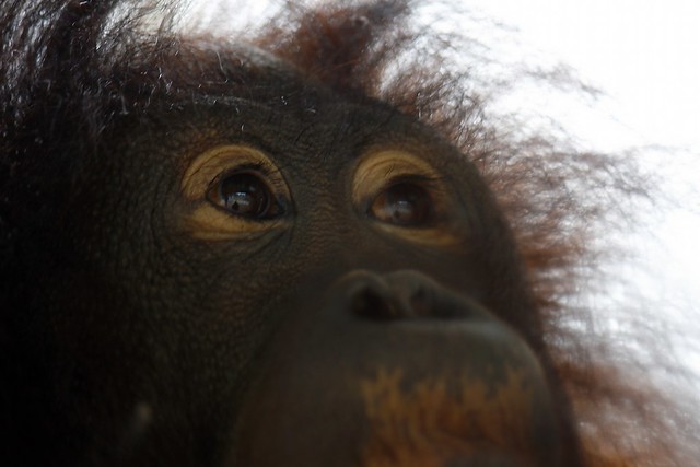 Orangutan eye