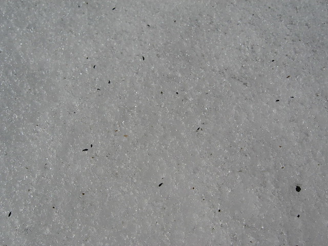 Snow Fleas Closeup