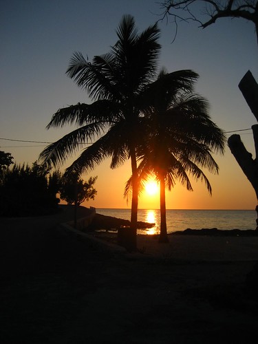 sunset silhouette palmtree bahamas eleuthera tarpumbay