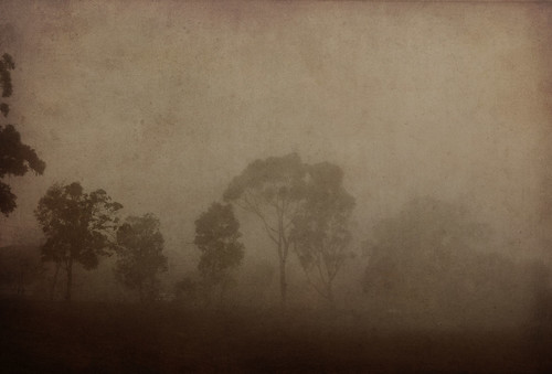 trees fog australia victoria textures duotone layers photoshopelements highfieldpark canona710
