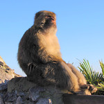 Serious morning thoughts: Wild Gibraltar Barbary Macaque ape
