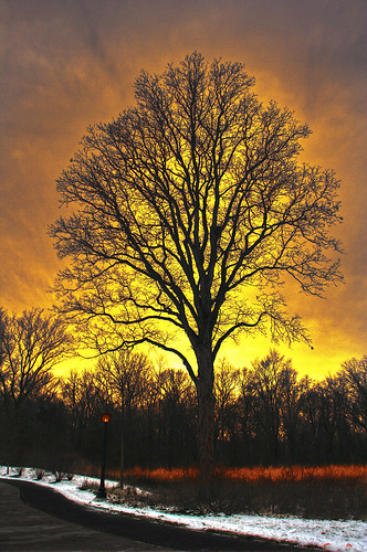 light sunset tree silhouette canon rebel post bright madness processing hdr 1735mmf28lusm