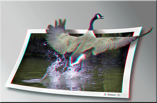 nature water outside outdoors effects fly flying stereoscopic stereophoto 3d wings md conversion wildlife brian maryland manipulation anaglyph ps stereo liftoff wallace editing pasadena splash rise waterfowl winged takeoff canadagoose feathered outofbounds stereoscopy oof oob stereographic spm outofframe 2d3d brianwallace pixelshift outofborder cs5 stereophotomaker