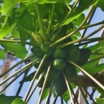 Pawpaw Tree - Carica Papaya