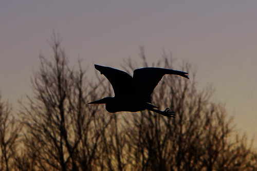 bird silhouette maryland baltimore backlit greatblueheron joppatowne canonef70200mmf28lisusm westtwinriver