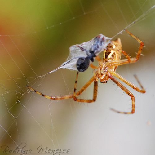 spider web ant hunter trap nikond40 sigma70mmf28