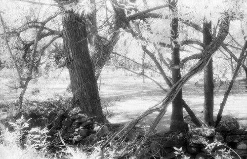 trees bw lake ny film water june 35mm geotagged ir blackwhite university kodak filter infrared 70s 1970 1970s 1977 oswego hie infrarot 25a infrarouge kodakhighspeedinfrared mamiya1000dtl sunyoswego geo:lat=43443945 geo:lon=76567797