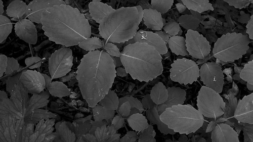 leica blancoynegro leaves woodland 169 sugargrove p2wy blisswoods dlux4