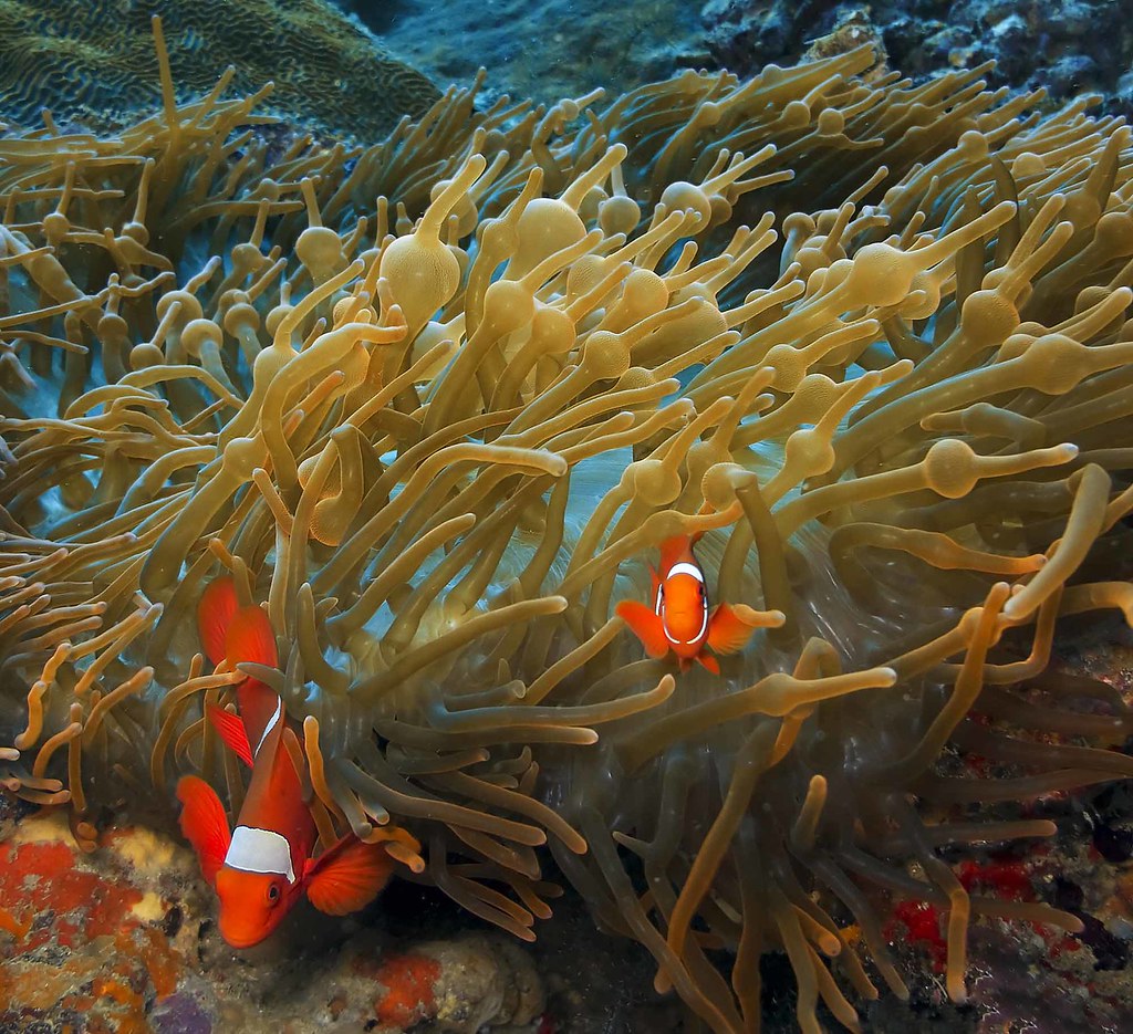 Submarinismo Micronesia