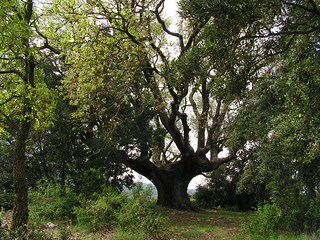 Roure d'Ancosa (Quercus cerrioides)