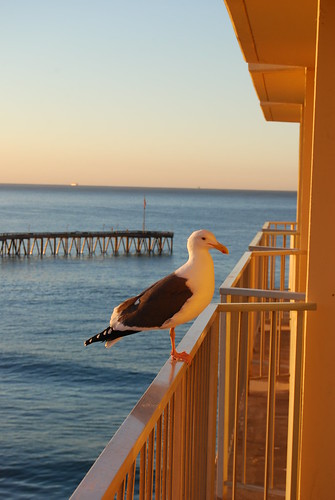seagulls sunrise piers gulls venturapier venturaca crowneplazaventuraca