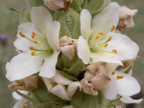 Great Mullein with white flowers