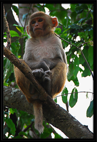 wild portrait nature closeup monkey nikon soe centralflorida rhesus nikond80 18200vrii goldstaraward