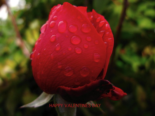 uk red nature rose valentine raindrops harlow essex