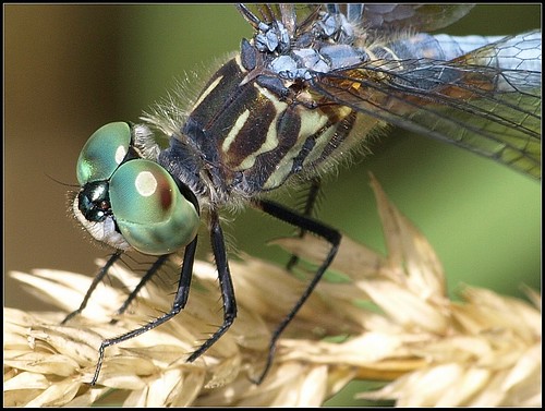 eye insect lawrence pattern baker dragonfly wildlife ks wetlands kansas hexagon bakerwetlands