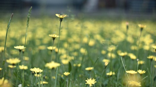 flowers green fleur yellow jaune 50mm dof bokeh meadow wiese blumen prairie