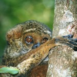 Avahi laniger (Eastern Woolly Lemur)