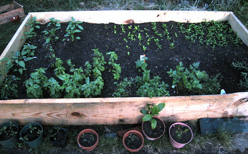Gardening in Medford: Raised Bed