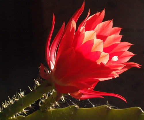red plant flower onblack cactis