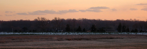 sunset nature field photoshop canon geese wildlife panoramic snowgeese ixus950is sd950 ixus950 sd950is