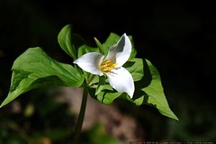 trillium flower in our backyard    MG 0294 