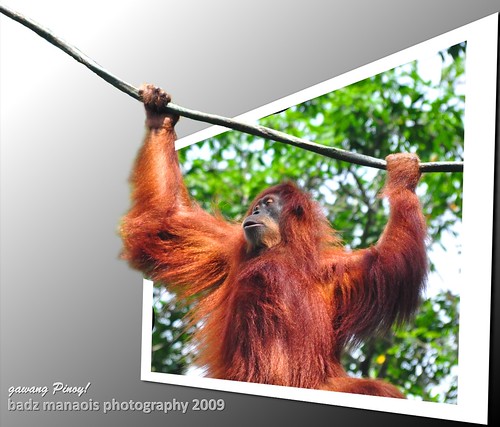 swing orangutan ape outofbounds singaporezoo oob ahmeng salvadormanaois badzmanaois