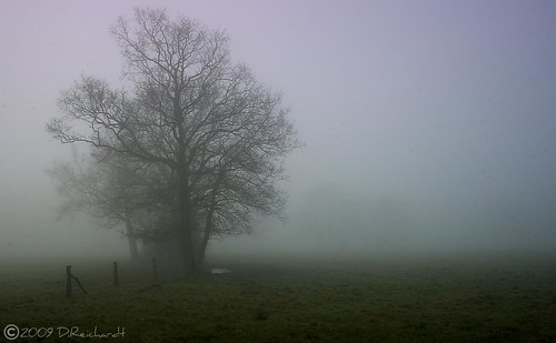 morning tree field fog fence germany landscape europe gras