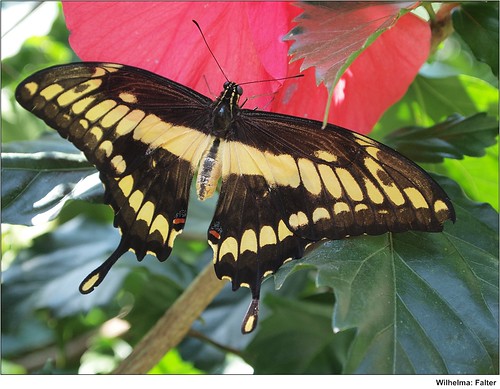 Papilio thoas Männchen 