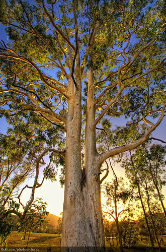 tree sunrise canon gum australia nsw newsouthwales eucalyptus 1022mm hdr huntervalley barringtontops 30d hunterregion snaptweet